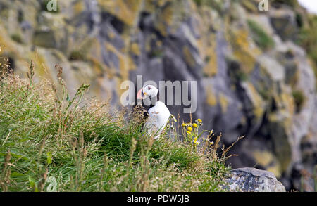 Ein papageitaucher in der Nähe ihr Nest auf einer Klippe in der dyrholaey Naturschutzgebiet in der Nähe von Vik auf Islands Sab Küste. Sechzig Prozent der Welt" Stockfoto