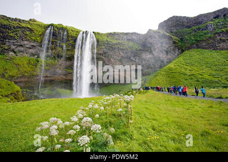 Der Wasserfall Seljalandsfoss, fallen 180 Fuß von der Crest, ist entlang der Ringstraße im Süden Islands. Es ist einer von Islands am meisten besuchten Websites. Stockfoto