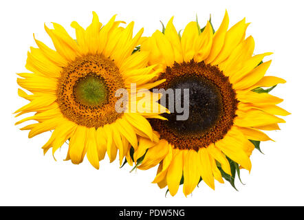 Sonnenblumen auf weißem Hintergrund. Ansicht von oben Stockfoto