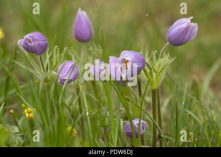 Krokus, Yellowstone National Park, Wyoming Stockfoto