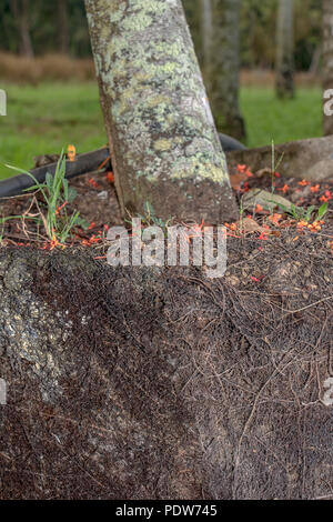 Die Wurzeln wachsen in den Boden unter einen Baum, einen Querschnitt des Bodens. Stockfoto