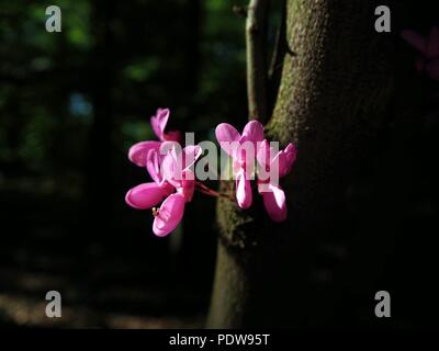 Cercis siliquastrum, Judas Baum, Liebe Baum, lila Blüten in den dunklen Wald. Stockfoto