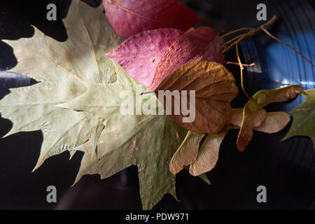 Blätter im Herbst und Samenkapseln auf einem Vintage vinyl Record Stockfoto