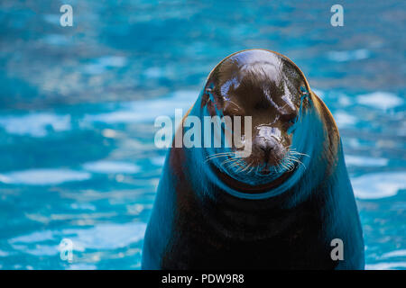 Sea Lion während zeigt im Aquarium Zoo organisiert. Stockfoto