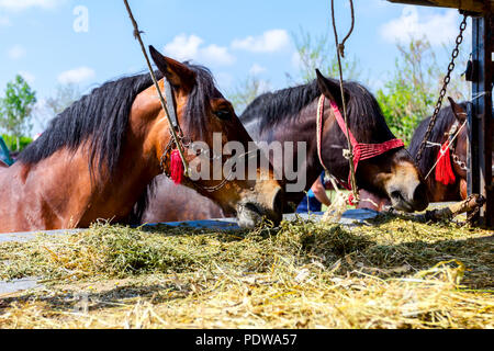 Braun Vollblut Pferde sind mit Zügel gebunden und Sie essen frisches Heu von LKW-Anhänger. Stockfoto