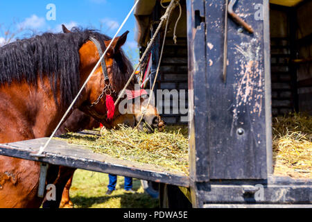 Braun Vollblut Pferde sind mit Zügel gebunden und Sie essen frisches Heu von LKW-Anhänger. Stockfoto