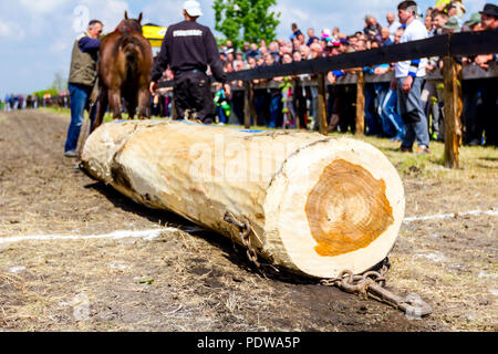 Chestereg, Vojvodina, Serbien - 30. April 2017: Entwurf bloodstock Pferd konkurriert in ziehen einen Baumstamm an traditionell öffentliche Veranstaltung. Stockfoto