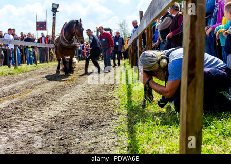 Chestereg, Vojvodina, Serbien - 30. April 2017: Entwurf bloodstock Pferd konkurriert in ziehen einen Baumstamm an traditionell öffentliche Veranstaltung. Stockfoto