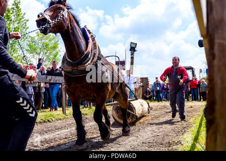 Chestereg, Vojvodina, Serbien - 30. April 2017: Entwurf bloodstock Pferd konkurriert in ziehen einen Baumstamm an traditionell öffentliche Veranstaltung. Stockfoto