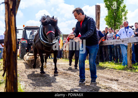 Chestereg, Vojvodina, Serbien - 30. April 2017: Entwurf bloodstock Pferd konkurriert in ziehen einen Baumstamm an traditionell öffentliche Veranstaltung. Stockfoto