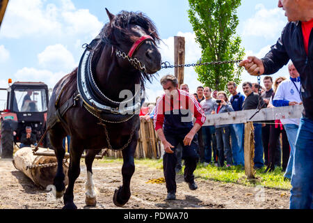 Chestereg, Vojvodina, Serbien - 30. April 2017: Entwurf bloodstock Pferd konkurriert in ziehen einen Baumstamm an traditionell öffentliche Veranstaltung. Stockfoto