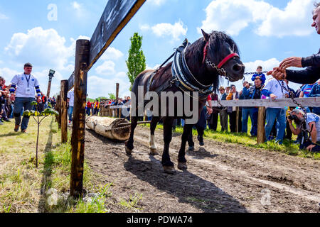 Chestereg, Vojvodina, Serbien - 30. April 2017: Entwurf bloodstock Pferd konkurriert in ziehen einen Baumstamm an traditionell öffentliche Veranstaltung. Stockfoto