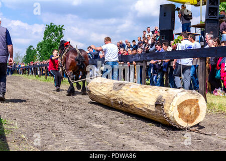 Chestereg, Vojvodina, Serbien - 30. April 2017: Entwurf bloodstock Pferd konkurriert in ziehen einen Baumstamm an traditionell öffentliche Veranstaltung. Stockfoto