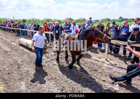 Chestereg, Vojvodina, Serbien - 30. April 2017: Entwurf bloodstock Pferd konkurriert in ziehen einen Baumstamm an traditionell öffentliche Veranstaltung. Stockfoto