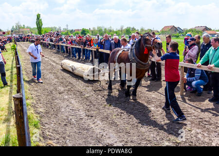 Chestereg, Vojvodina, Serbien - 30. April 2017: Entwurf bloodstock Pferd konkurriert in ziehen einen Baumstamm an traditionell öffentliche Veranstaltung. Stockfoto