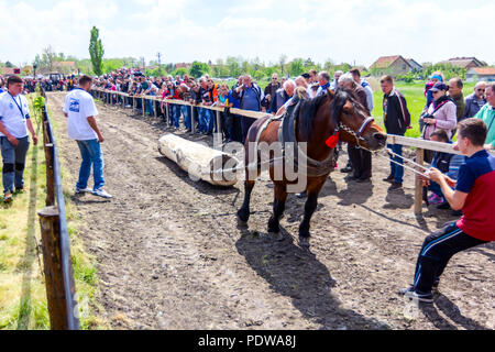 Chestereg, Vojvodina, Serbien - 30. April 2017: Entwurf bloodstock Pferd konkurriert in ziehen einen Baumstamm an traditionell öffentliche Veranstaltung. Stockfoto