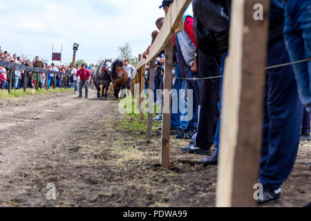 Team von zwei Entwurf bloodstock Pferde sind miteinander konkurrieren in ziehen einen Baumstamm an traditionell öffentliche Veranstaltung. Stockfoto