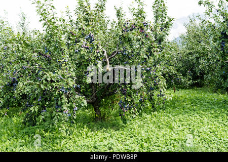 Viele niedrige trunk Pflaumenbäume in einem Obstgarten voller saftige reife Pflaumen Stockfoto