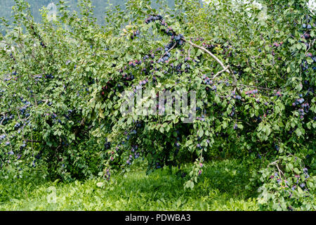 Viele niedrige trunk Pflaumenbäume in einem Obstgarten voller saftige reife Pflaumen Stockfoto