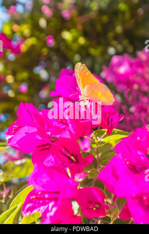 Eine gelb-orange Schmetterling auf rosa Bougainvillea Blüten mit einem hübschen defokussierten Bokeh im Hintergrund Stockfoto