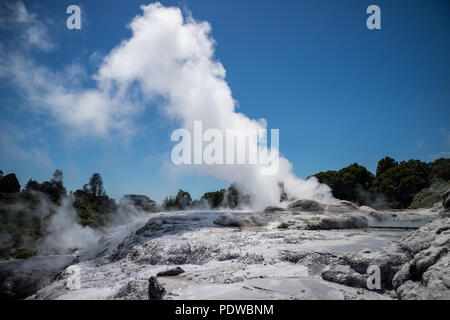 Pohutu Geysir in Whakarewarewa, Neuseeland Stockfoto