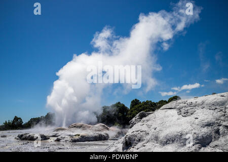 Pohutu Geysir in Whakarewarewa, Neuseeland Stockfoto