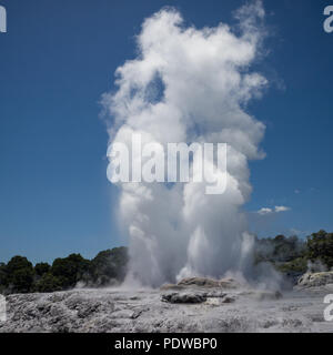 Pohutu Geysir in Whakarewarewa, Neuseeland Stockfoto