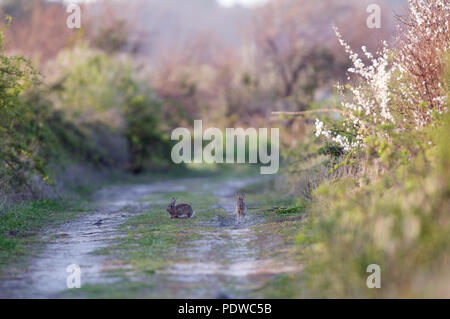 Zwei europäische Kaninchen - Oryctolagus cuninculus Deux lapins de Garenne Stockfoto