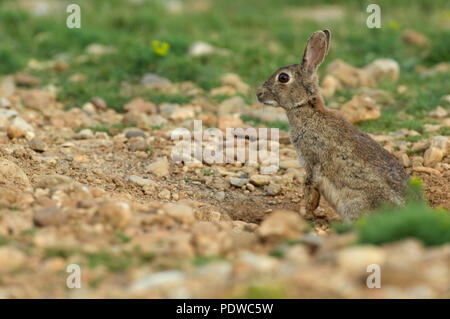 Europäische Kaninchen - Oryctolagus cuninculus Lapin de Garenne Stockfoto