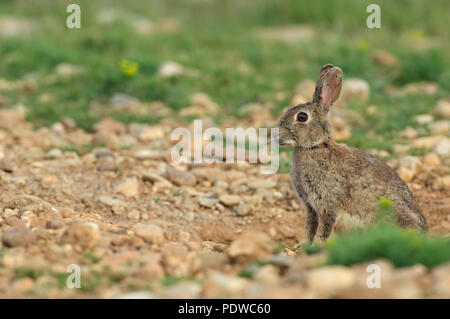 Europäische Kaninchen - Oryctolagus cuninculus Lapin de Garenne Stockfoto