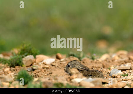 Europäische Kaninchen - Oryctolagus cuninculus Lapin de Garenne - lapereau Stockfoto