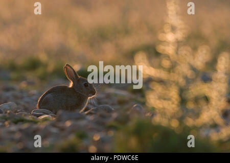 Europäische Kaninchen - Oryctolagus cuninculus Lapin de Garenne - lapereau Stockfoto