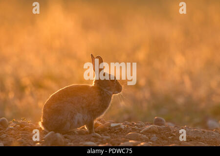 Europäische Kaninchen - Sonnenuntergang - Oryctolagus cuninculus Lapin de Garenne - coucher de soleil Stockfoto