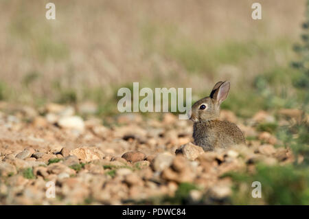 Europäische Kaninchen - Junge - Oryctolagus cuninculus Lapin de Garenne - lapereau - Stockfoto