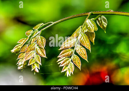 Mehrere Zweige mit jungen Blätter einer Buche Baum im Frühling Stockfoto