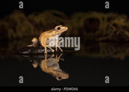 Borneo eared Frosch saß auf einem Stein im Wasser Stockfoto