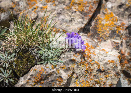 Violette Blüten von Edraianthus am Scharr Bergrücken im Kosovo, Serbien Stockfoto