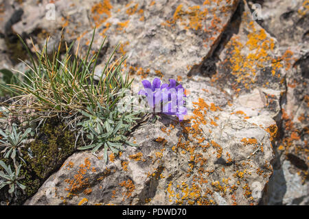 Violette Blüten von Edraianthus am Scharr Bergrücken im Kosovo, Serbien Stockfoto