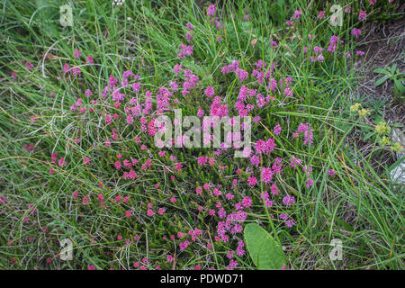 Rosa Blüten von Spike Heath/Bruckenthalia spiculifolia Stockfoto