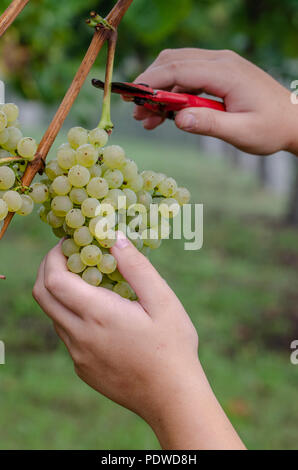 Nahaufnahme des Arbeitnehmers Hände Schneiden weißen Trauben von den Reben während der Weinlese in Spanien Weinberg. Stockfoto