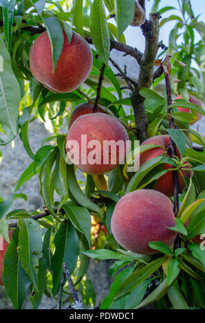 Nahaufnahme von mehreren reife Pfirsiche auf dem Ast eines Baumes bereit geerntet zu werden. Stockfoto