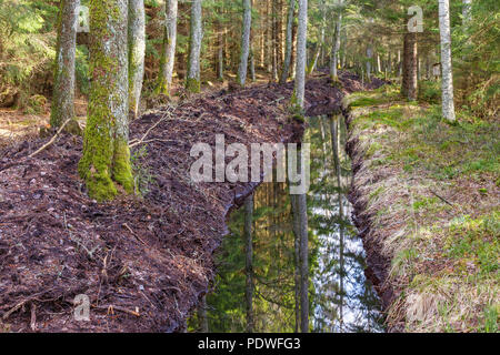 Deich gegraben im Wald bei der Entwässerung der Wald Stockfoto