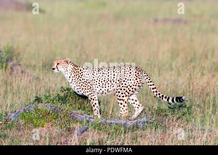 Wachsamer Cheetah in der Savanne Stockfoto