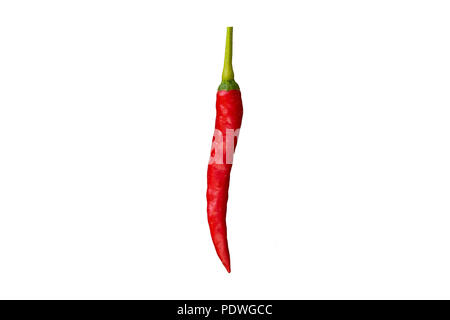 Tolles Bild eines schönen langen roten isoliert Vogelperspektive Chili (Capsicum annuum) auf einem weißen Hintergrund aus Südostasien. Einfach ausgeschnitten und... Stockfoto