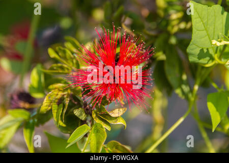 Schön, in der Nähe von einem schönen einzelne rote Blume eines Puder-hauch Anlage (Calliandra haematocephala). Die Blüte mit seinen zahlreichen roten wuscheligen Haaren ist... Stockfoto