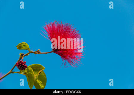 Einzelne rote Blume auf dem Powder Puff Anlage (Calliandra haematocephala) hängt an einem Ast mit Blättern und einer Knospe vor dem Hintergrund des blauen Himmels. Stockfoto