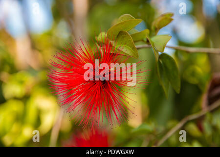 Schönes, in der Nähe von einem schönen einzelne rote Blume von einer Fee duster Anlage (Calliandra haematocephala) aus Malaysia. Puff der Blume besteht aus sehr... Stockfoto