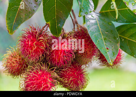 Tolle Nahaufnahmen der reifen Früchte Rambutan (Nephelium lappaceum) auf einem Baum in Malaysia hängen. Die ledrigen Haut ist rötlich, und mit Fleischigen abgedeckt ... Stockfoto
