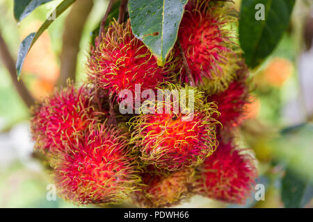 Schöne Nahaufnahme eines Clusters von reife rote Früchte Rambutan (Nephelium lappaceum) auf einem Baum in Malaysia hängen. Sein Name ist ein Verweis auf die ... Stockfoto
