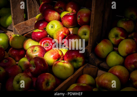 Nur rippened Äpfel in Holzkisten bereit zu essen abgeholt. Stockfoto